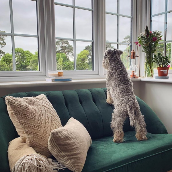 Create Space for your Pets with a Bay Window